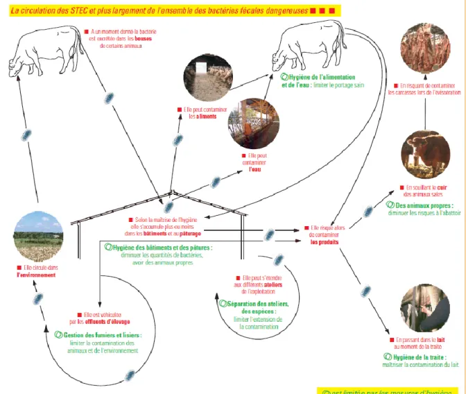 Figure 7 :  Bonnes pratiques d’élevage destinées à limiter la contamination des 