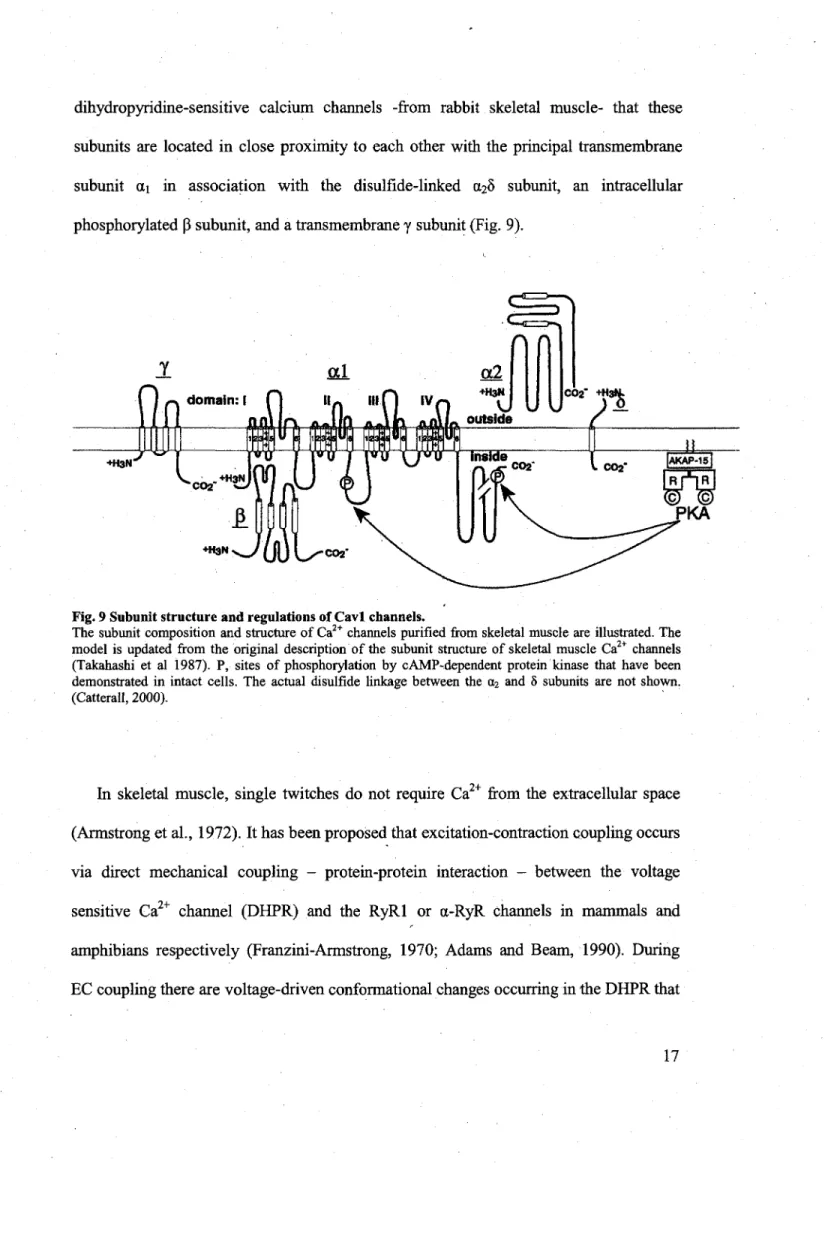 Fig. 9 Subunit structure and regulations of Cavl  channels. 