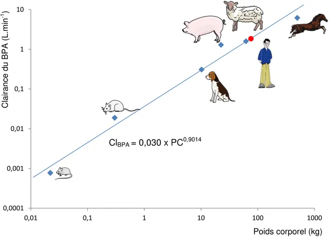 Figure 4 : Clairances plasmatiques mesurées chez plusieurs espèces animales et estimée par  approche allométrique chez l’homme