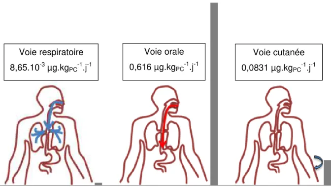 Figure 9 : Contributions relatives à l’exposition externe au BPA des voies d’exposition  respiratoire, orale et cutanée 