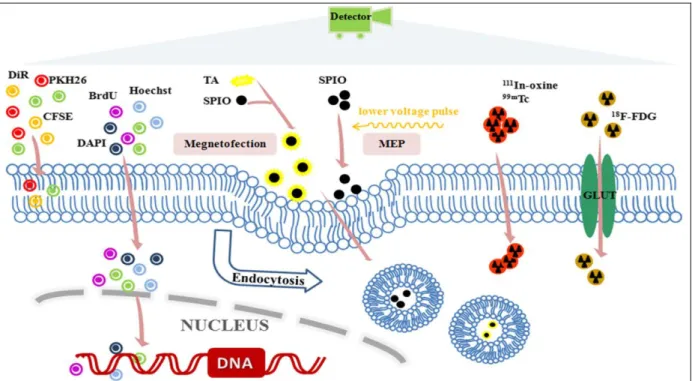 Figure 3 : Schéma bilan des différentes techniques de marquage direct.(Cen et al. 2016) 