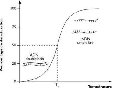 Figure 5 : Température de fusion moléculaire d'un 