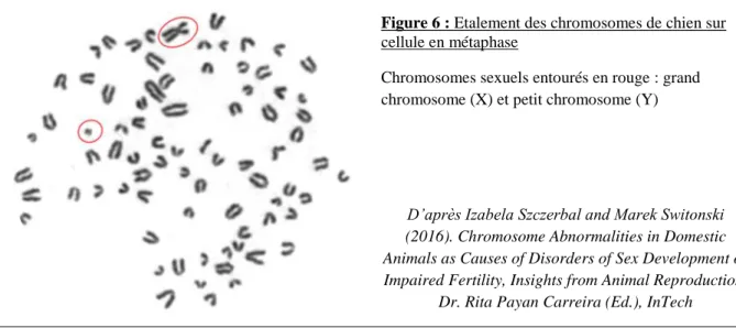 Figure 6 : Etalement des chromosomes de chien sur 