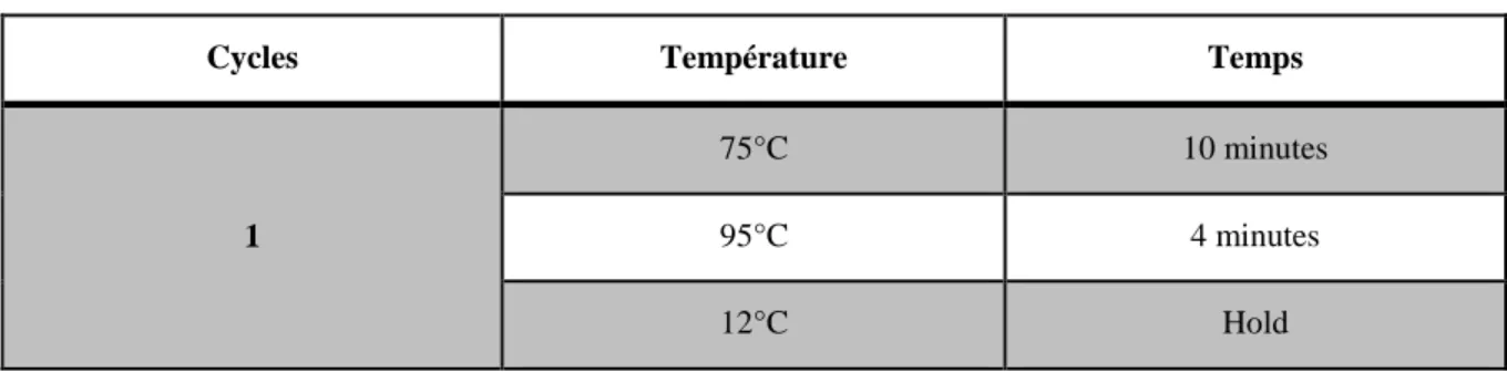 Tableau 2 : Cycles d'incubation au thermal cycler avec "extraction cocktail" : 