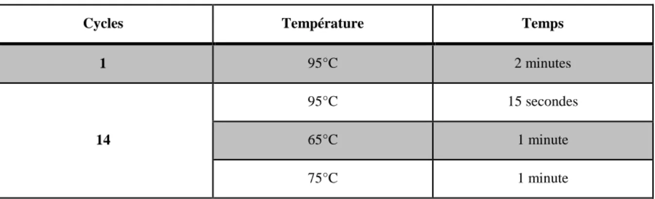 Tableau 4 : Cycles d'incubation dans le thermal cycler avec "amplification cocktail" : 