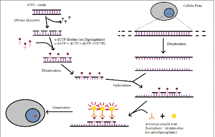 Figure 7 : Schéma de la méthode FISH avec sonde du chromosome X (ou Y) 