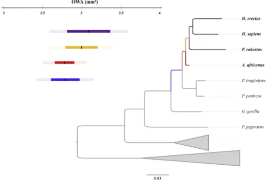 Fig. 5. Ancestral values for oval window area (OWA) estimated at the (Pan, Hominins) (blue), (A