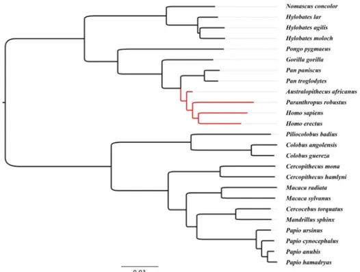 Table 1 presents the details of RECL and OWA values (given to the nearest one-tenth millimeter) used in the present study for each fossil hominin specimen, as well as the mean values for fossil and extant species.