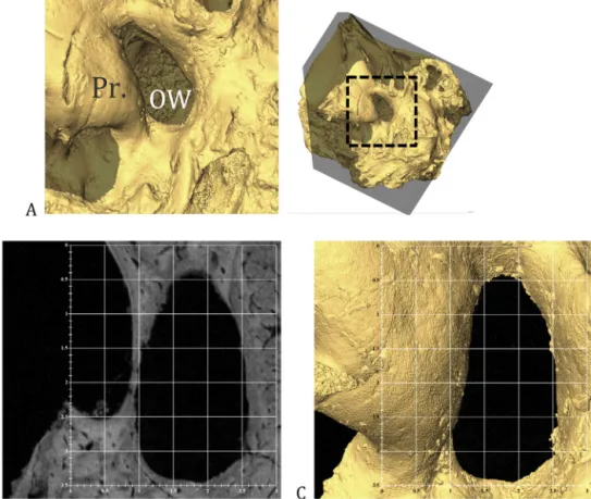 Fig. 2. 3D reconstruction from micro-ct data of the middle ear cavity of SK 879 (A); oblique slice used to measure oval window area (OWA) and superimposed on a grid of 0.5 × 0.5 mm uniformly distributed squares (B); and 3D view of the oval window niche (C)