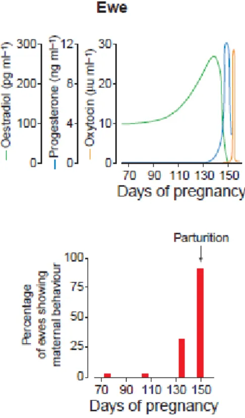 Figure  4:  Evolution  des  concentrations  plasmatiques  de  différentes  hormones  autour  de  la  parturition  et  les  réponses maternelles associées (Nowak et al