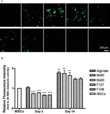 Fig. 7. Cell seeding and metabolic activity of human MSCs cultured within alginate macroporous scaffolds