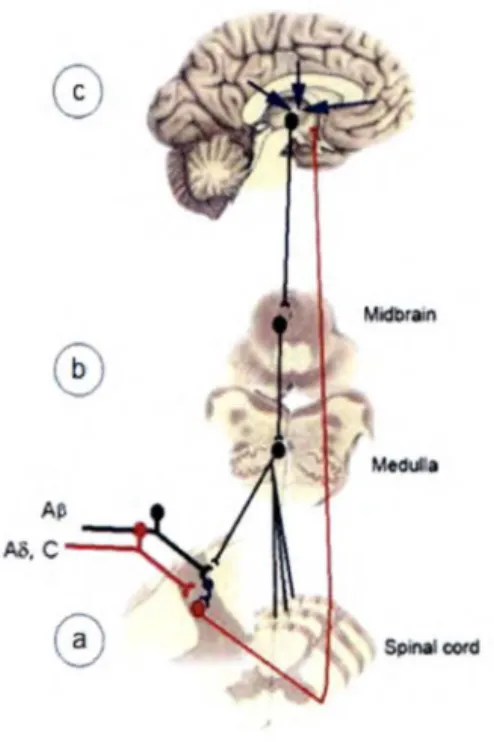 Figure  l  : Voie de modulation de  la douleur 