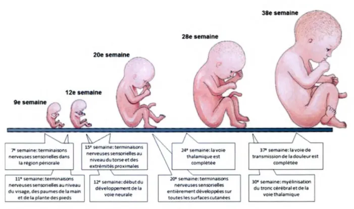 Figure 2 : Développement des voies nociceptives.  Traduit de Puchalski et Hummel (2002) 