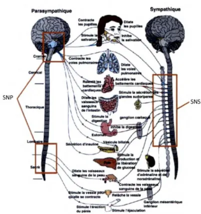 Figure 3 : Les deux composantes du  système nerveux autonome.  Tiré de Bertrandy-Loubat  et al