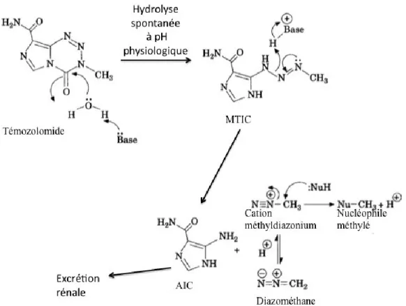 Figure 1. Mécanisme d’action du témozolomide. Hydrolyse spontanée non-enzymatique  du témozolomide en solution aqueuse à pH physiologique menant au  3-methyl-(triazén-1-yl)imidazole-4-carboxamide  (MTIC)
