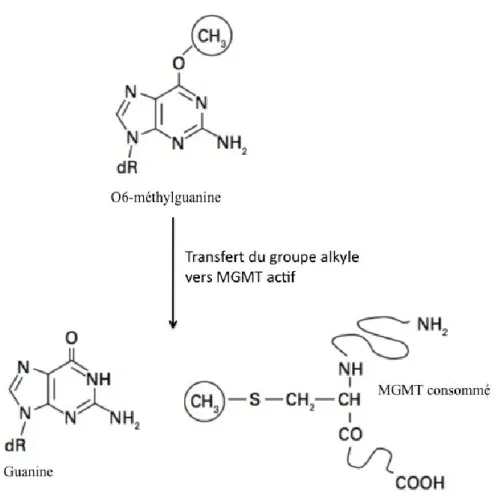 Figure 2. Mécanisme d’action de la méthylguanine méthyltransférase. Figure illustrant  le processus par lequel l’enzyme méthylguanine méthyltransférase (MGMT) répare l’ADN