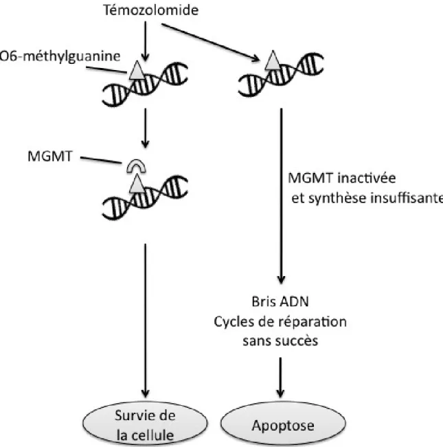 Figure 3. Méthylguanine méthyltransférase et chimiorésistance. Figure illustrant le  mécanisme par lequel l’administration suffisante du témozolomide permet de saturer  l’action de la méthylguanine méthyltransférase (MGMT) et ultimement à l’apoptose de la 
