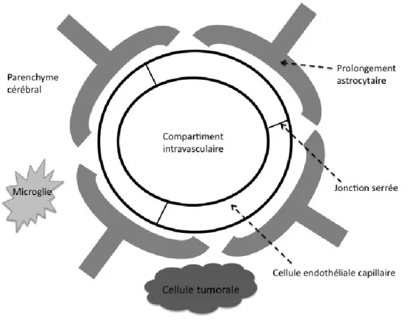 Figure  4.  Barrière  hémato-encéphalique.  Illustration  simplifiée  des  composantes  de  la  barrière  hémato-encéphalique  incluant  cellules  endothéliales,  projections  astrocytaires  et  jonctions serrées (figure adaptée de Bellavance et al., 2008)