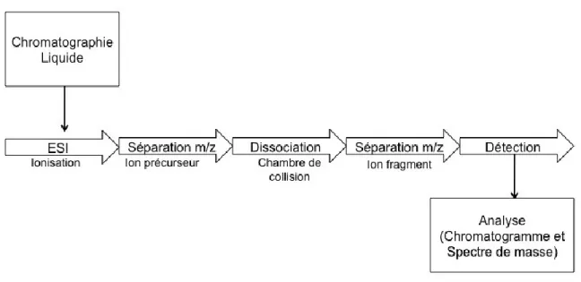 Figure  5.  Chromatographie  liquide  couplée  à  la  spectrométrie  de  masse  en  tandem