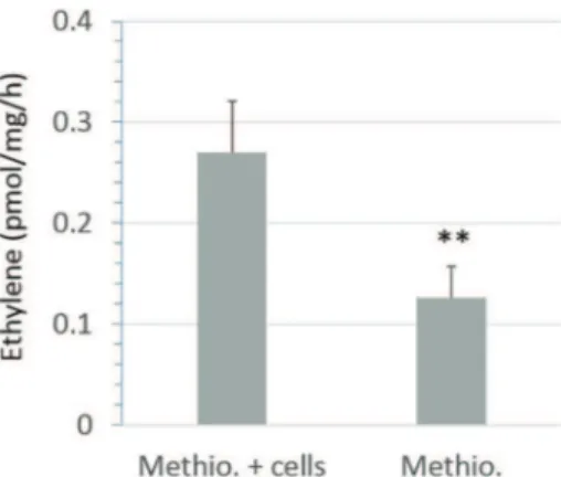 Fig. 5. Stimulation of ethylene accumulation by wild type Synechocystis PCC 6803 in- in-cubated under darkness in the presence of methionine “Methio” (10 mM)