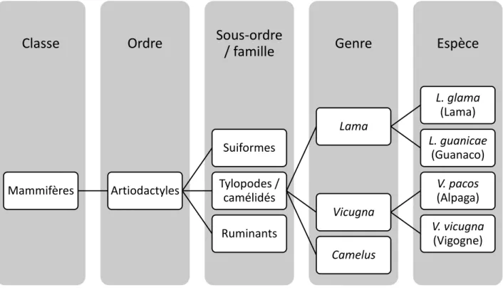 Figure 1 : Classification phylogénétique des alpagas, d’après Kadwell et al., 2001 