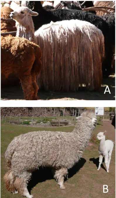 Figure 2 : Photographies d’alpaga suri (A) et d’alpaga huacaya (B) (photographies  peronnelles) 