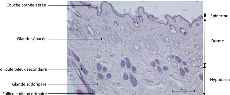 Figure 4 : Histologie de peau saine prélevée sur le dos d’un alpaga huacaya, en  coloration hémalun-éosine (Dermatologie, ENVT)