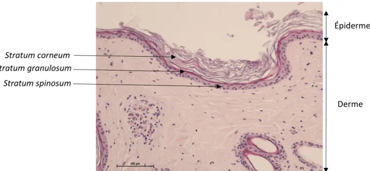 Figure 5 : Histologie de l’épiderme de la peau saine du dos d’alpaga en coloration  émalun-éosine (Dermatologie, ENVT) 