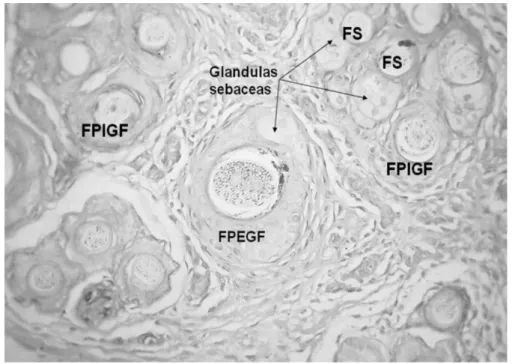 Figure 7 : Histologie de peau d’alpaga en coupe longitudinale (x400), Badajoz L. et al., 