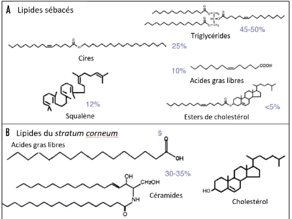 Figure 11 : Représentation des principaux lipides cutanés chez l’homme et leur  répartition chez l’homme (A : lipides sébacés, B : lipides du stratum corneum), d’après 