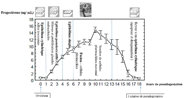 Figure 8 : Bilan - La pseudogestation chez la lapine - Concentrations en progestérone et  modifications morphologiques de l'épithélium utérin