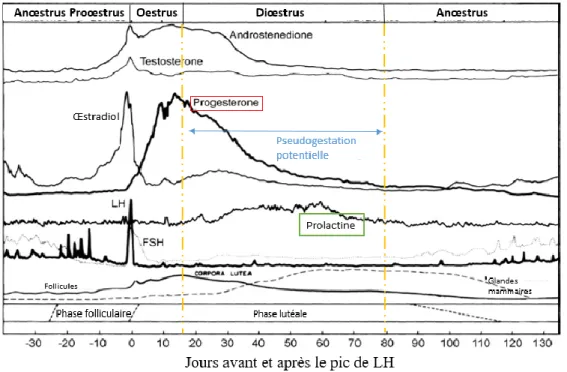 Figure 10 : Evolution des profils hormonaux chez la chienne non gestante, adapté de  Concannon (2010)
