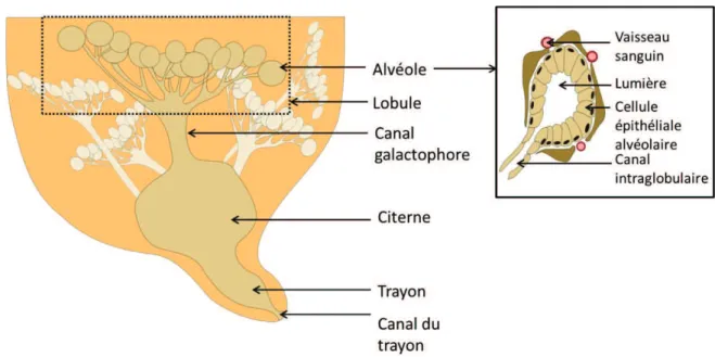 Figure 1 : Morphologie de la mamelle de brebis 