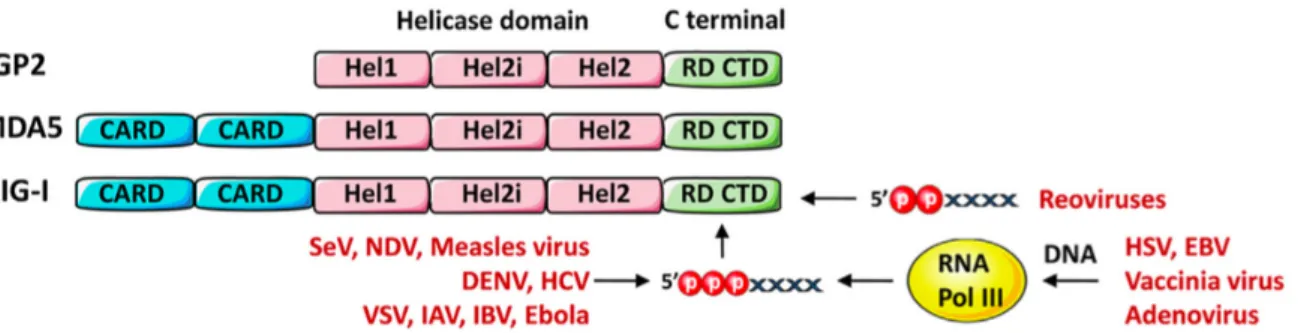 Figure 1 : Présentation des différents domaines des RLR et virus activateurs de RIG-I 