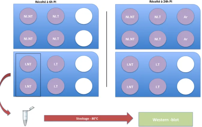 Figure 13 : Étude de l’effet de la sephin1 sur la phosphorylation de eIF2α 
