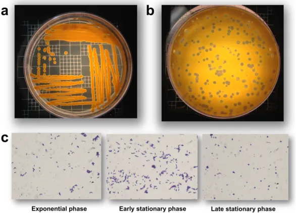 Figure 2. B. aurantiacum growth. (a) B. aurantiacum produces orange pigments during growth,  a desirable feature in cheese production