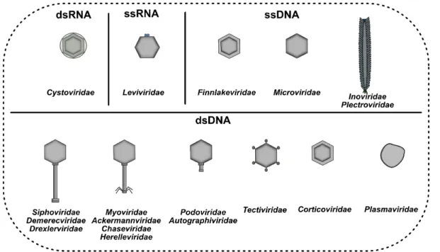 Figure 3. Current phage families according to ICTV latest reports. 