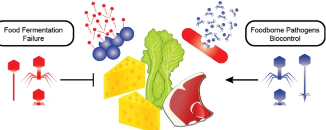 Figure 6. Graphical abstract for “Phages as friends and enemies in food processing”. 