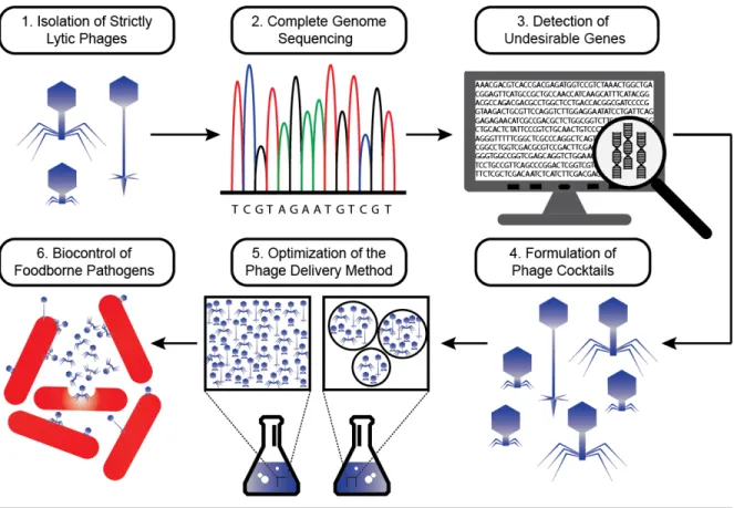 Figure 7. Development of phage cocktails for the biocontrol of pathogens in food processing