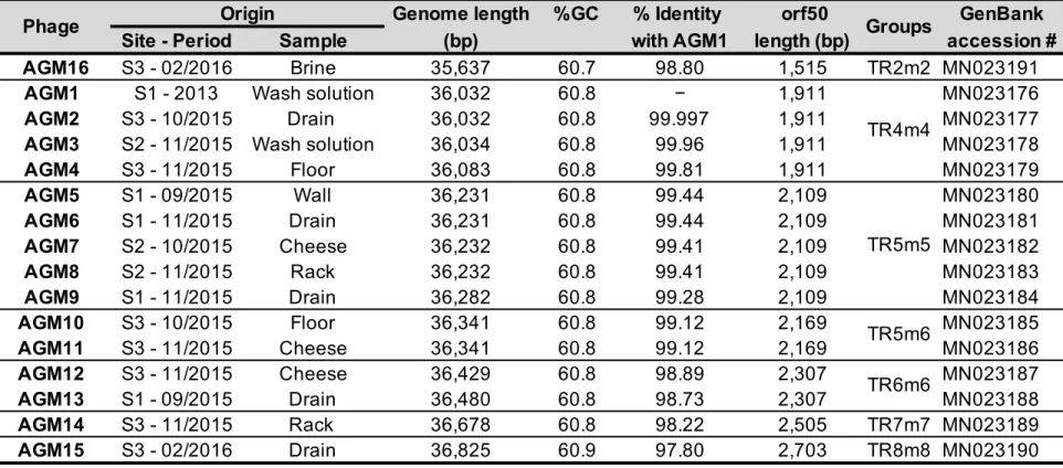 Table 2. General genomic characterizations of B. aurantiacum phages. 