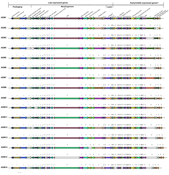 Figure 9. Schematic representation and comparisons of 16 B. aurantiacum phage genomes