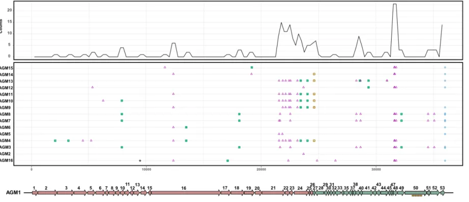 Figure 10. Mutation mapping using complete genome alignment of B. aurantiacum phages compared to phage AGM1