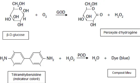 Figure 4 : principe du test de glucose. Issu de (Roche Diagnostics 2011) 