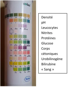 Figure 5 : échelle colorimétrique de la bandelette A