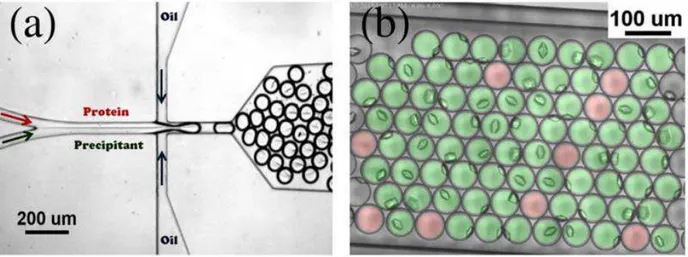 Figure I.35. Dispositif microfluidique expérimental des travaux de Fraden pour la détermination de  cinétiques de nucléation (Akella et al., 2014)