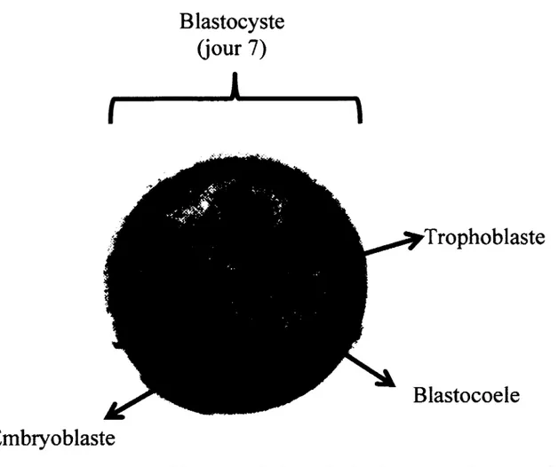 Figure  3 :  Structures  du  blastocyste  de  la  vache  laitière  au  septième  jour  de  gestation