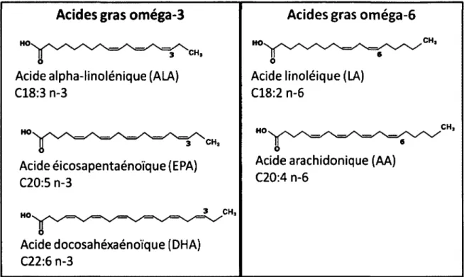 Figure 4 : Structure des principaux acides gras polyinsaturés. 