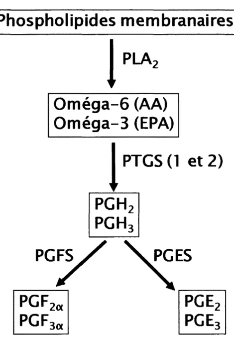 Figure 6 : Synthèse des prostaglandines. 