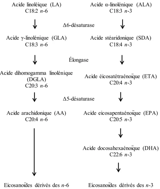 Fig. 3. Voies métaboliques des acides gras essentiels n-6 et n-3. Les voies de la désaturation  et  de  l'élongation  des  AGPIs  n-6 et n-3 pour la production des différents types   d'eicosanoïdes  sont  en  compétition  puisqu’ils  utilisent  les  mêmes 