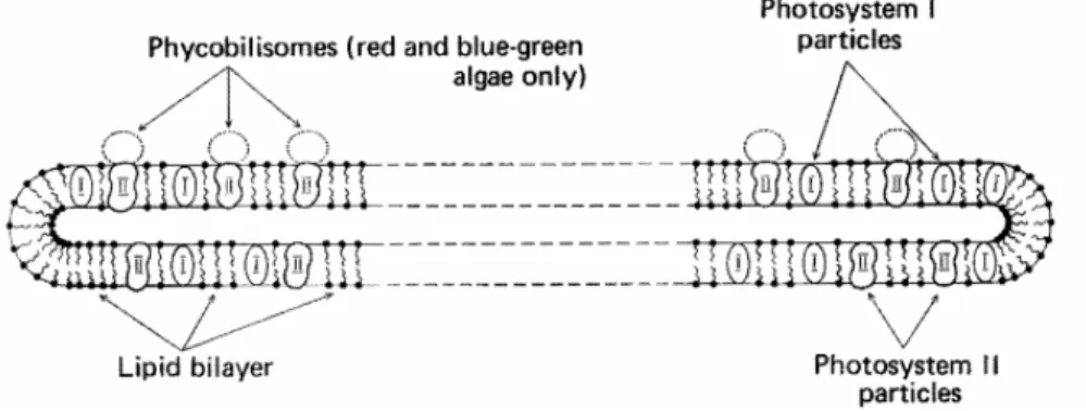 Figure 1.1- Mode d’organisation de la membrane thylakoïde des algues et plantes aquatiques   [14, p
